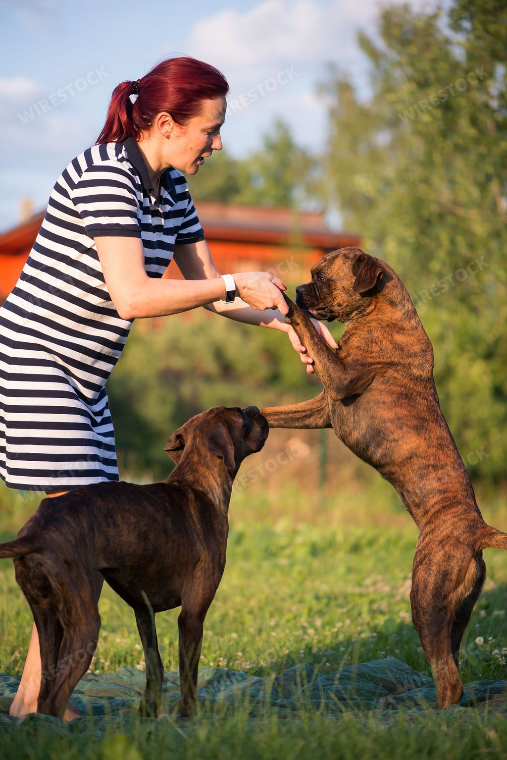 A woman with red hair training her two boxers in a sunny park with lush green trees and grass in the summer