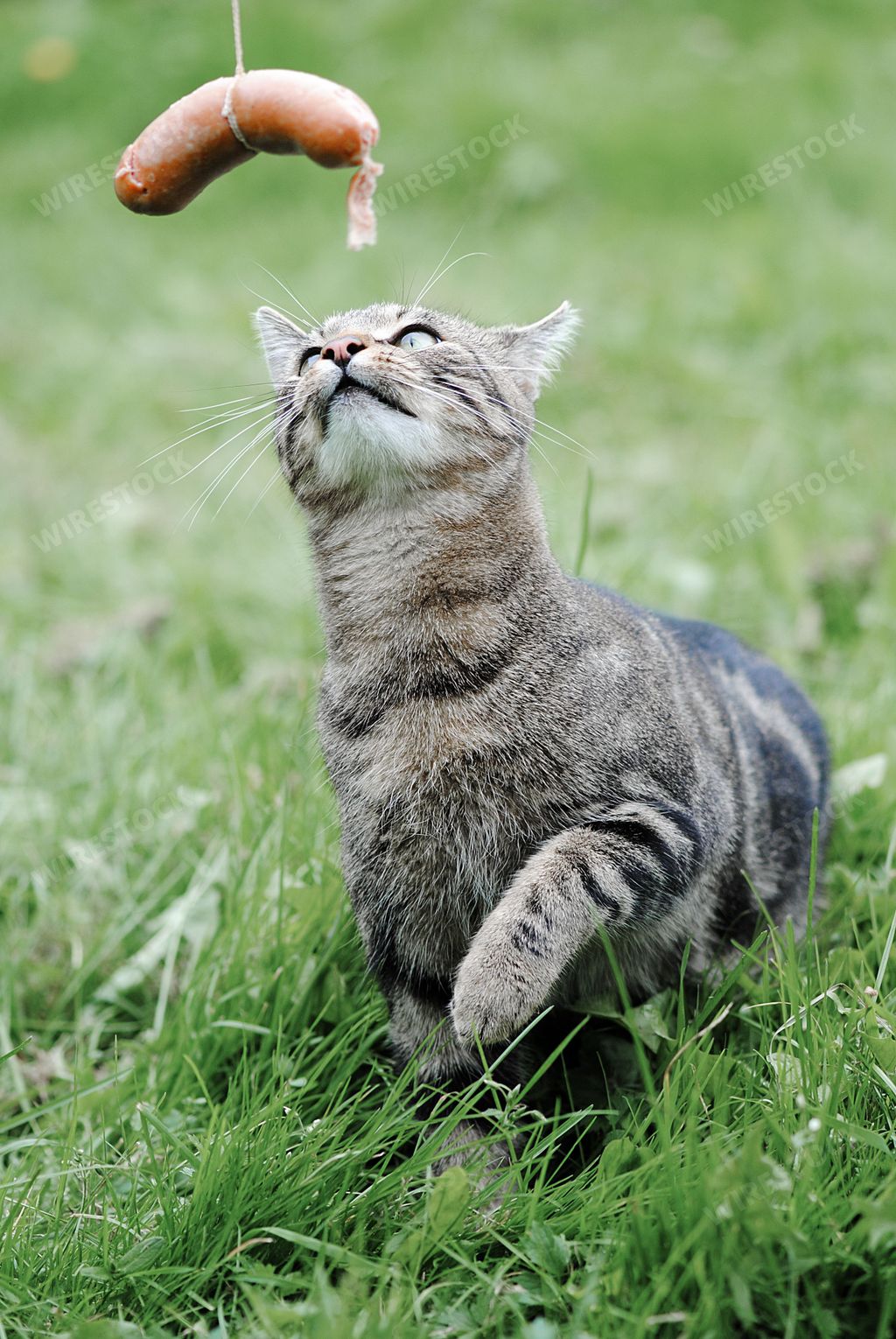 A vertical shot of the cat trying to catch a sausage tied with rope in the field
