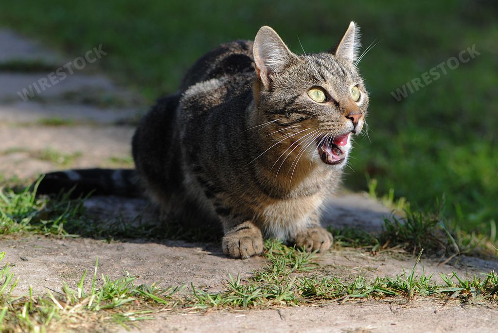 An angry looking hissing cat staring in a distance