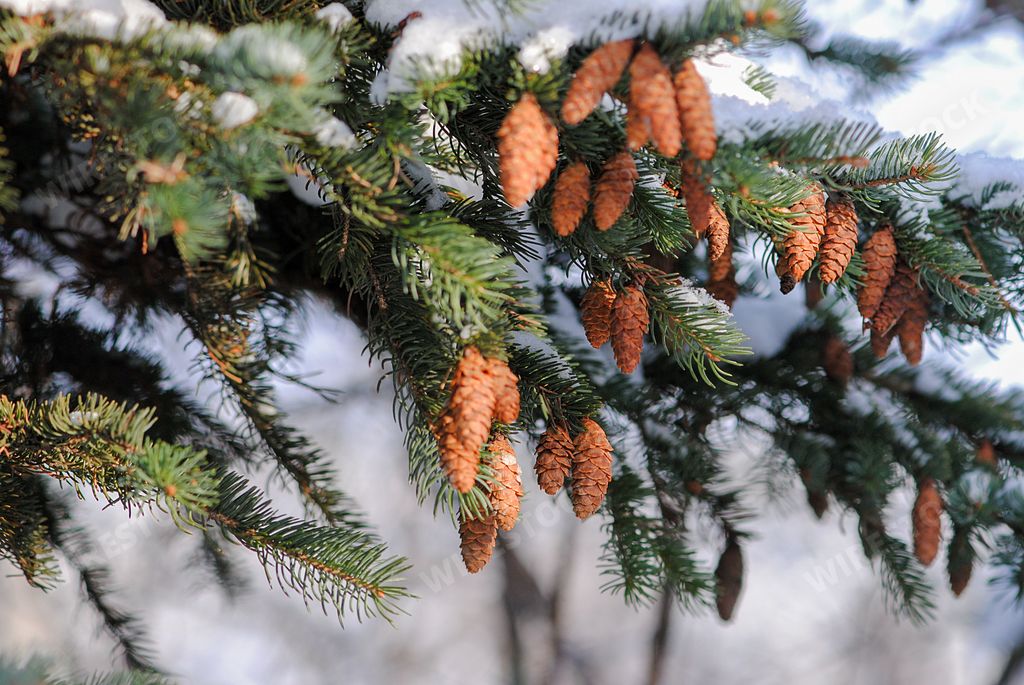 The close-up view of conifer cones handing from the snowy white spruce tree branches