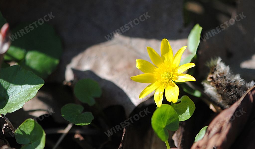 A closeup of a beautiful bright Lesser Celandine with lush green leaves blooming in the outdoors