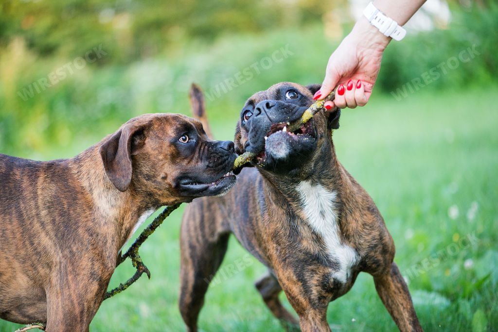 A closeup of a playful brown Boxer Dogs holding a stick in a meadow field