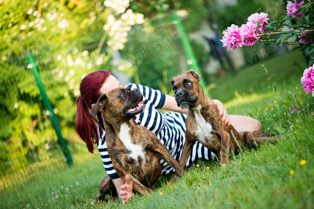 The owner laying on a meadow with cute brown Boxer Dogs