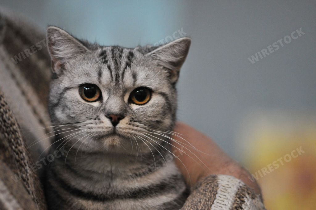 A closeup shot of the face of a cute cat in human's arms on blurred background