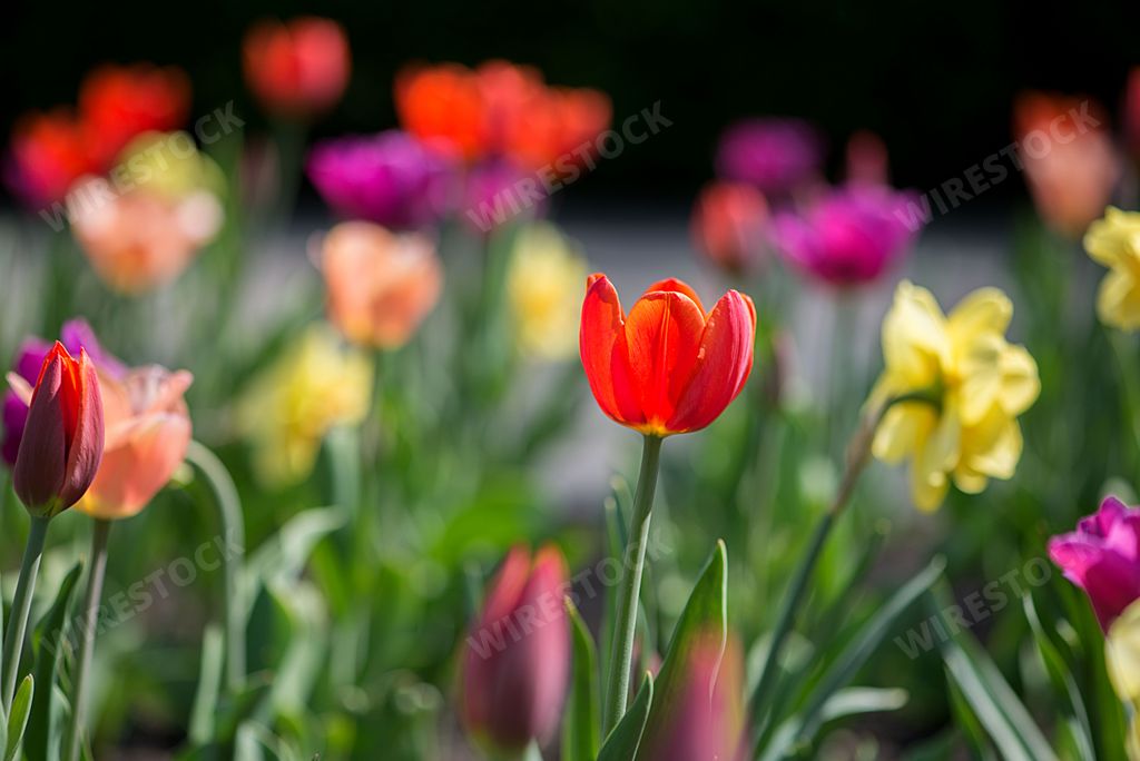 A selective focus shot of a red tulip among colorful tulips in the field
