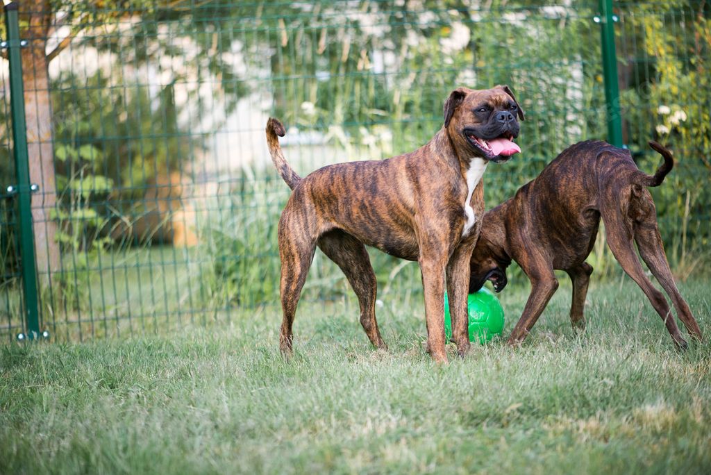Two excited brown Boxer Dogs on a grass playing with a ball