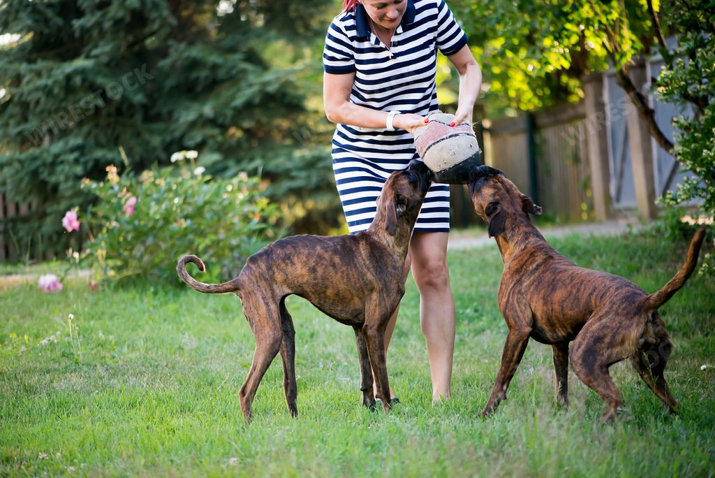 The woman owner playing with her two Boxer breed dogs in the yard