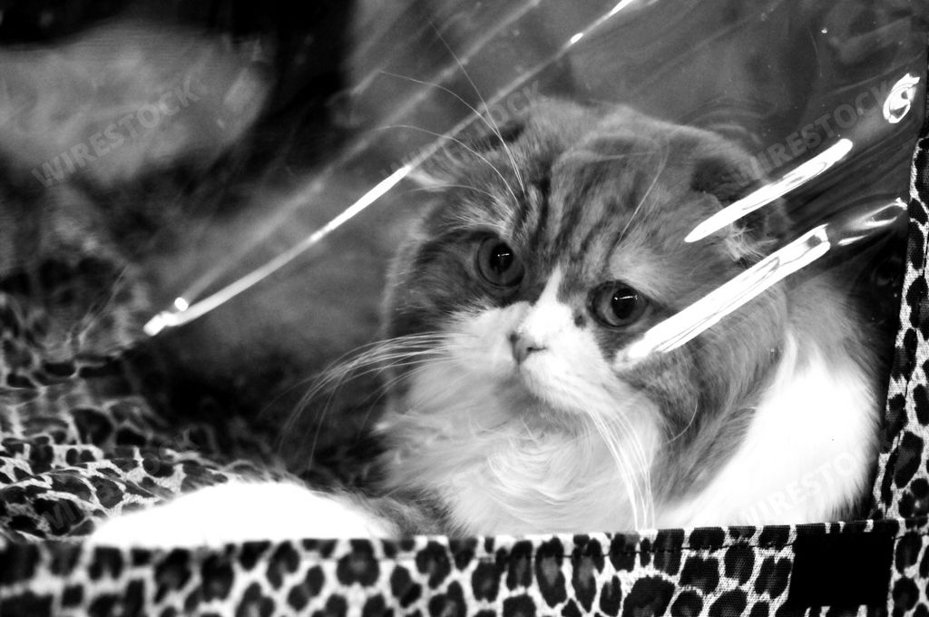 A grayscale shot of a cute cat in its box