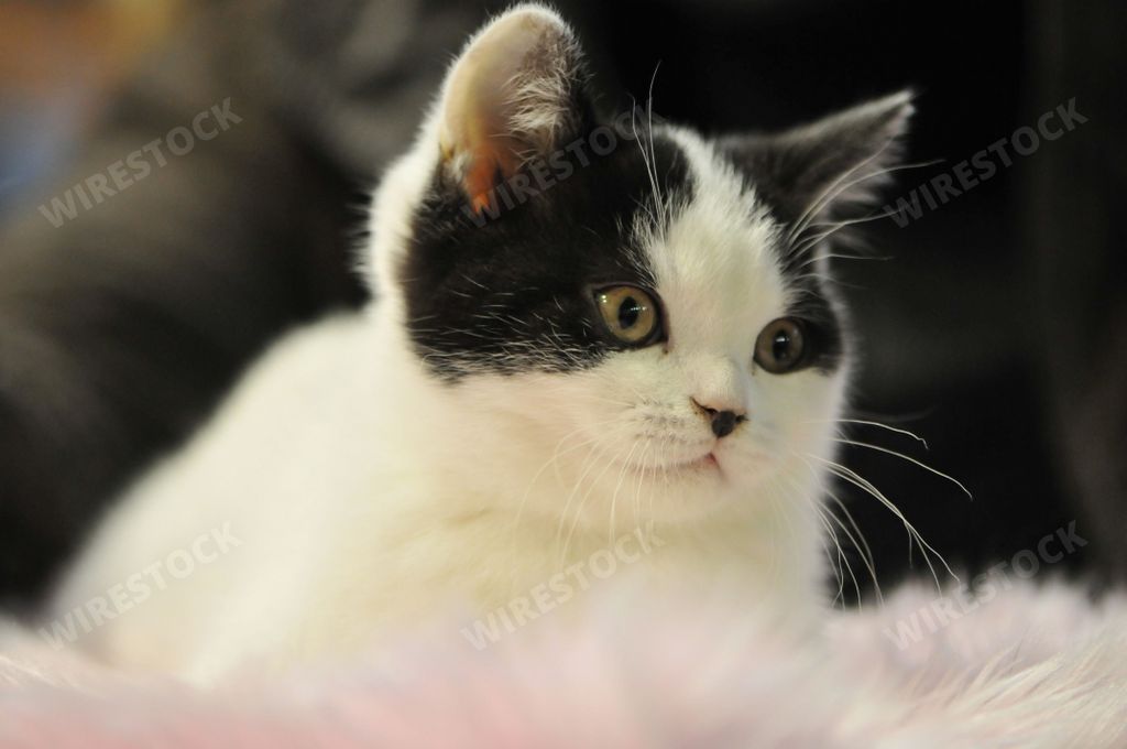 A closeup shot of the face of a cat on blurred background