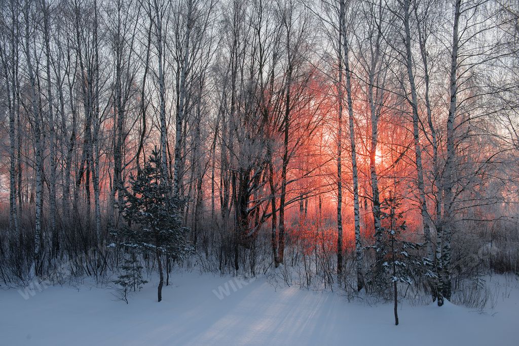 A winter landscape of pine trees in the forest during sunset