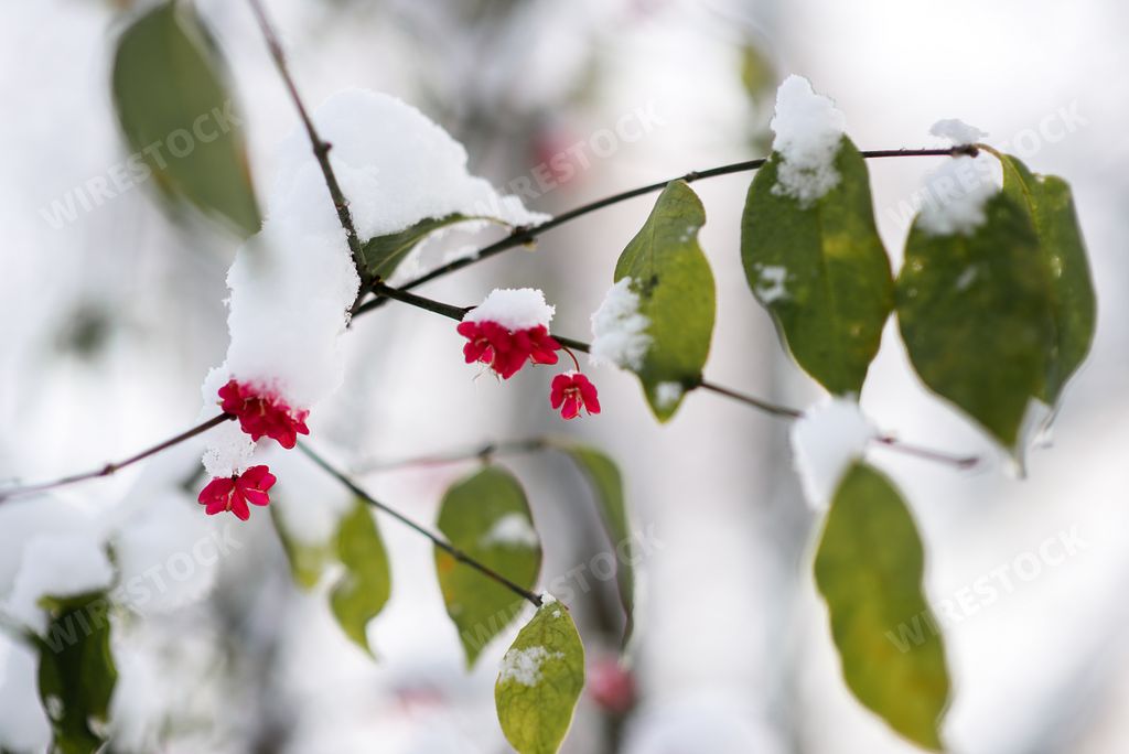 A closeup shot of snow-covered red berries on a branch