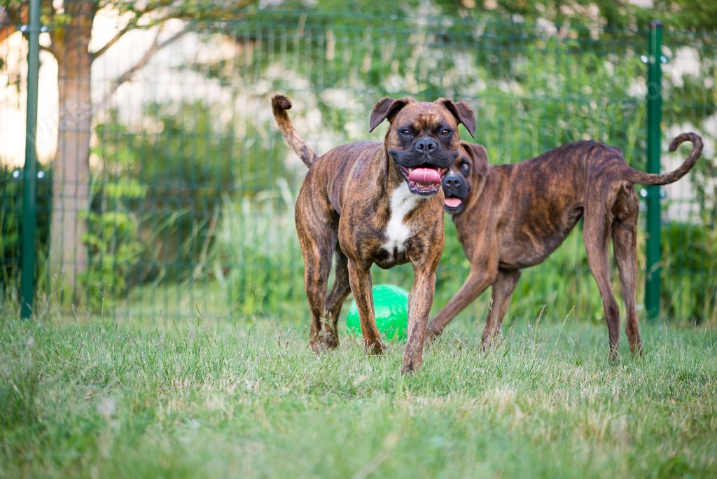 Two excited brown Boxer Dogs on a grass playing with a ball