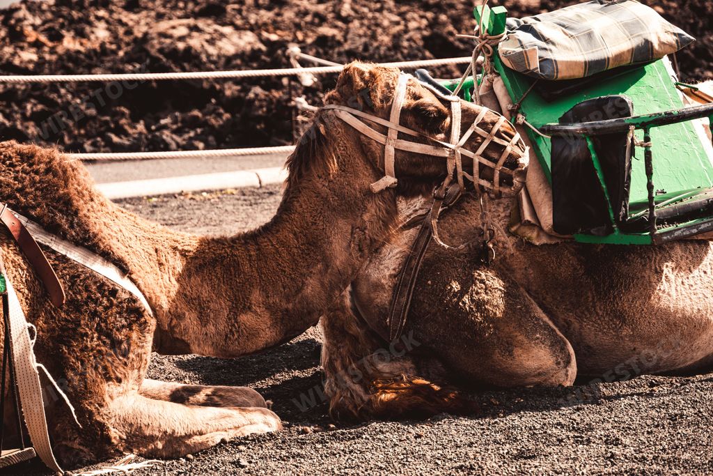 A close-up shot of a camel with a mask sitting and looking at the desert