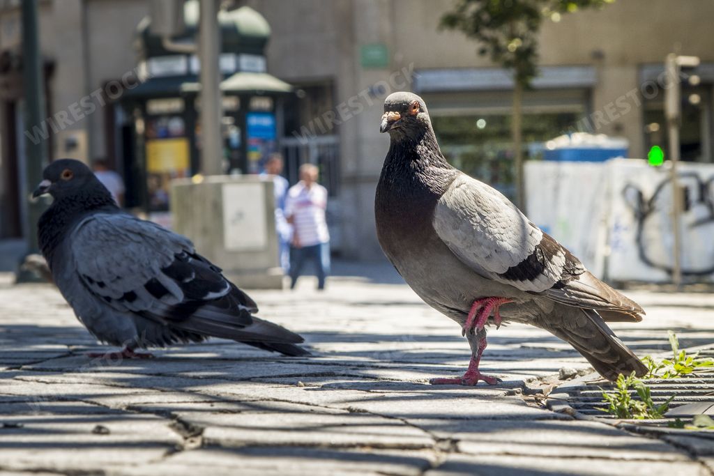 A closeup shot of pigeons in Porto street, Portugal
