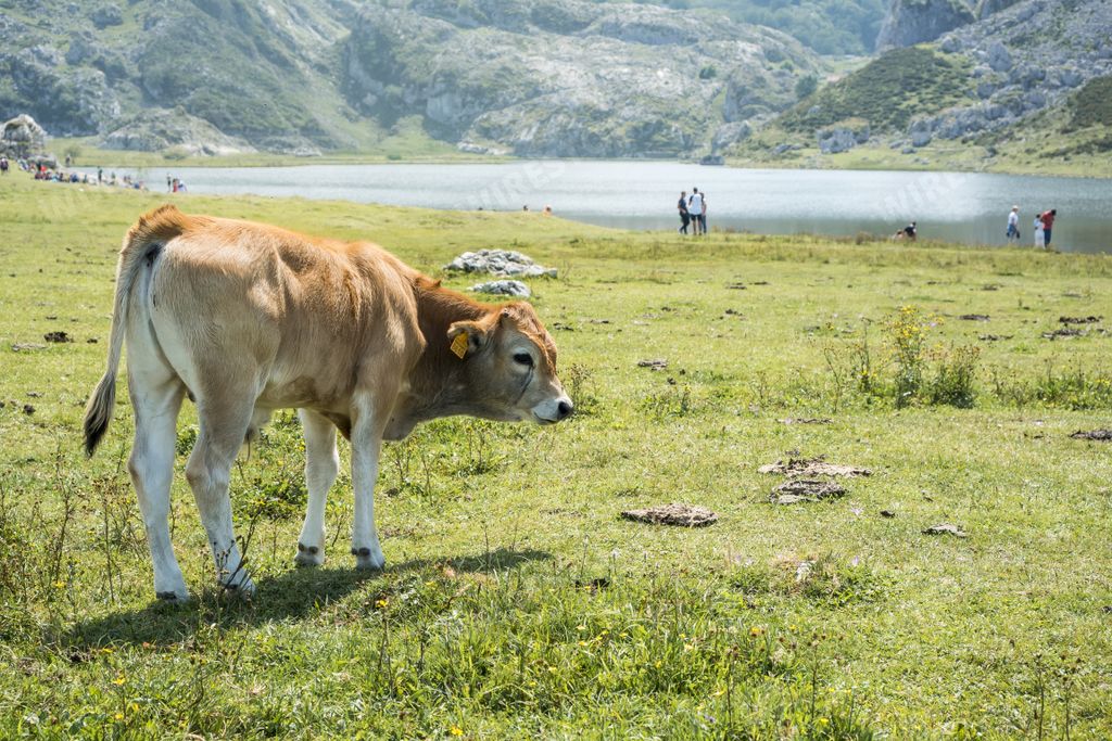 A breathtaking shot of the Picos de Europa National Park with a cow on the foreground captured in Spain