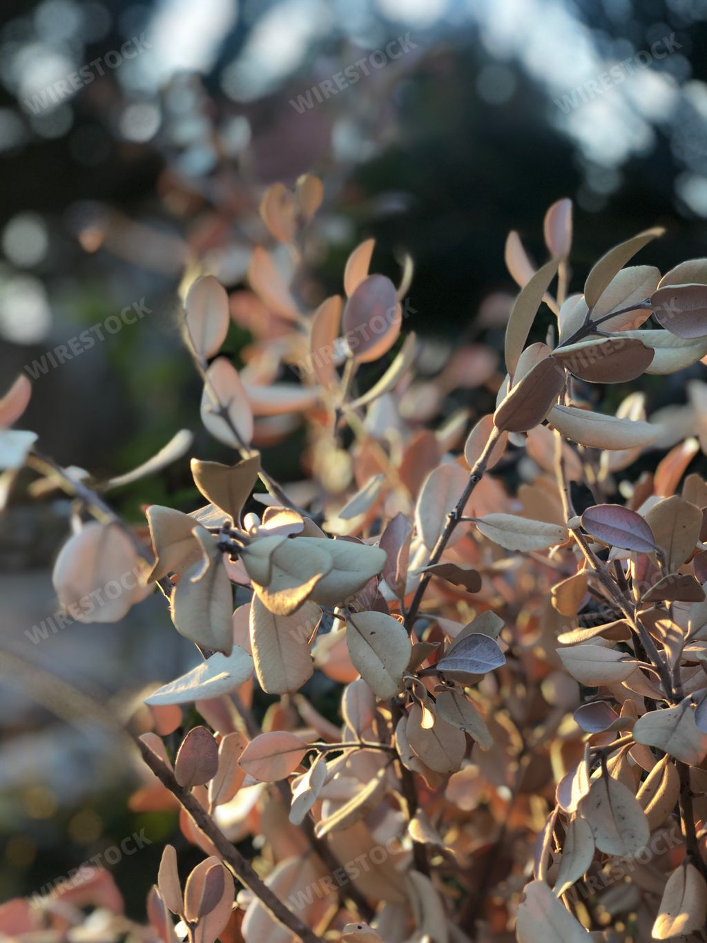 A closeup of leaves on a tree branch in a garden