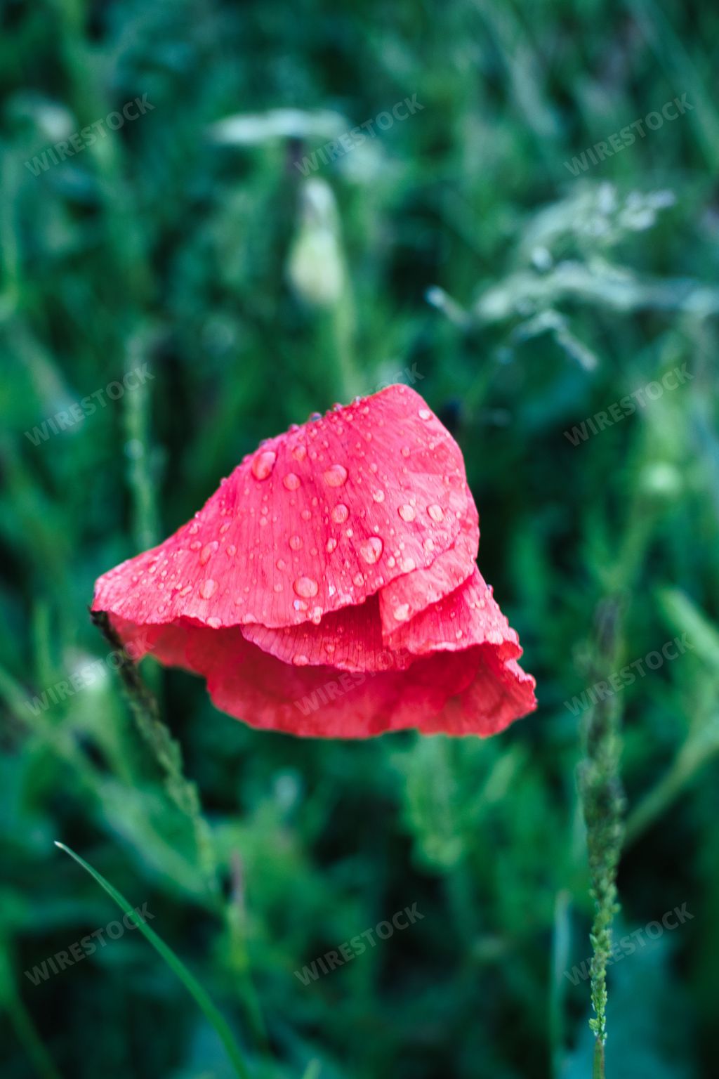 A vertical close-up shot of a wet red poppy flower