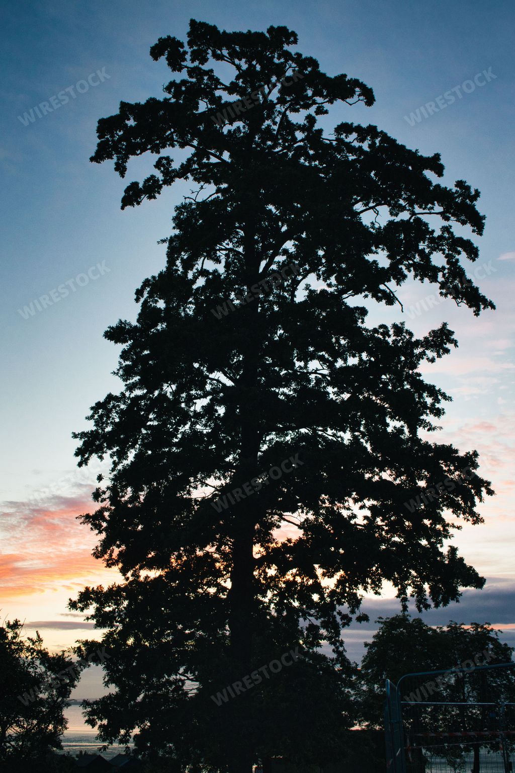 A vertical silhouette of a tree with a beautiful sunset in the background