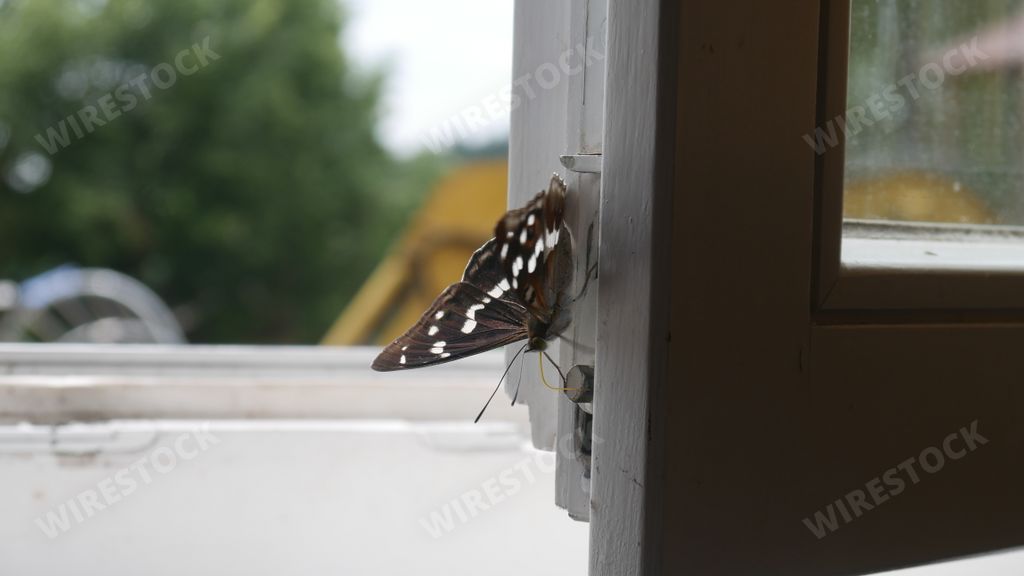 A close-up shot of a butterfly sitting on window frame looking out the window