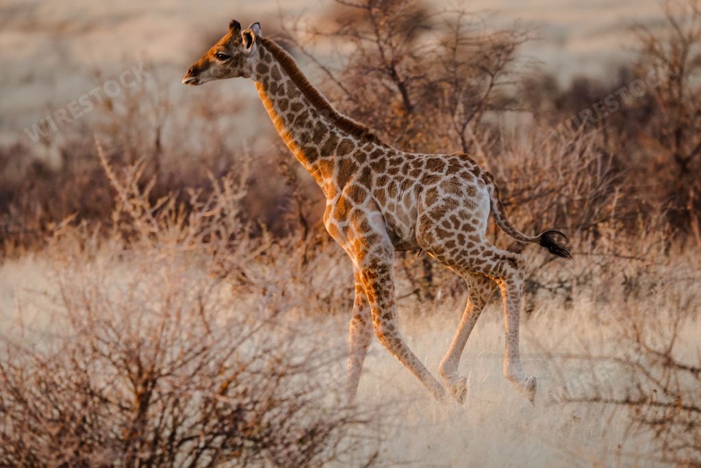 A view of a beautiful giraffe in its habitat on safari in the Okavanga, Delta, Botswana