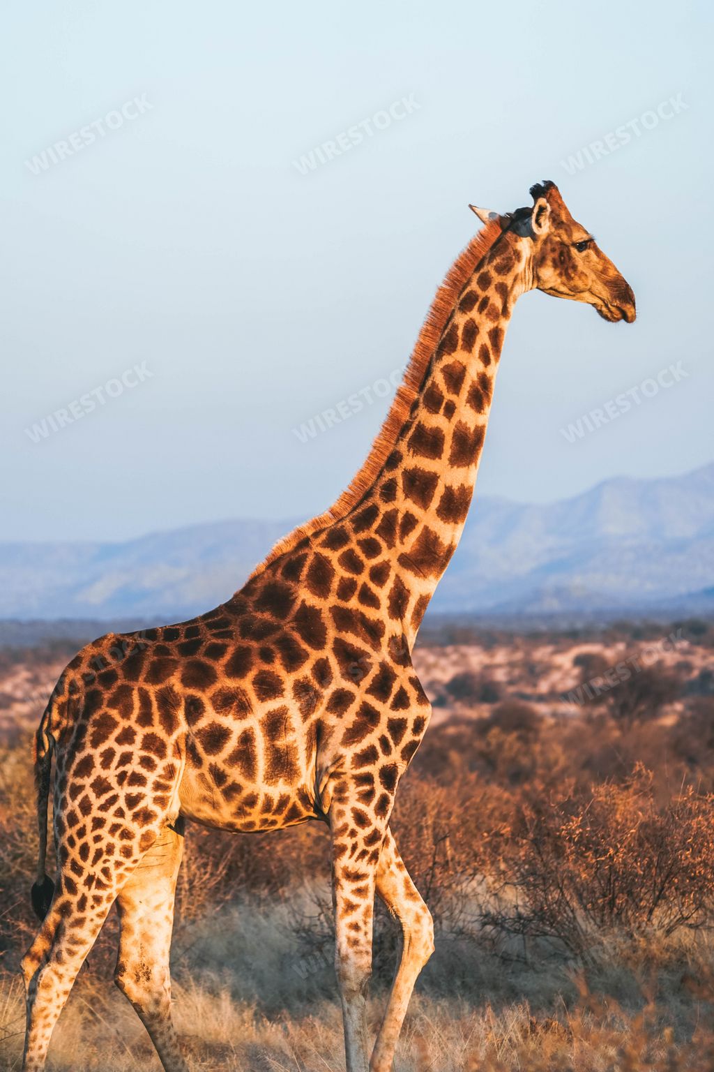 A vertical shot of a beautiful giraffe in its habitat on safari in the Okavanga, Delta, Botswana