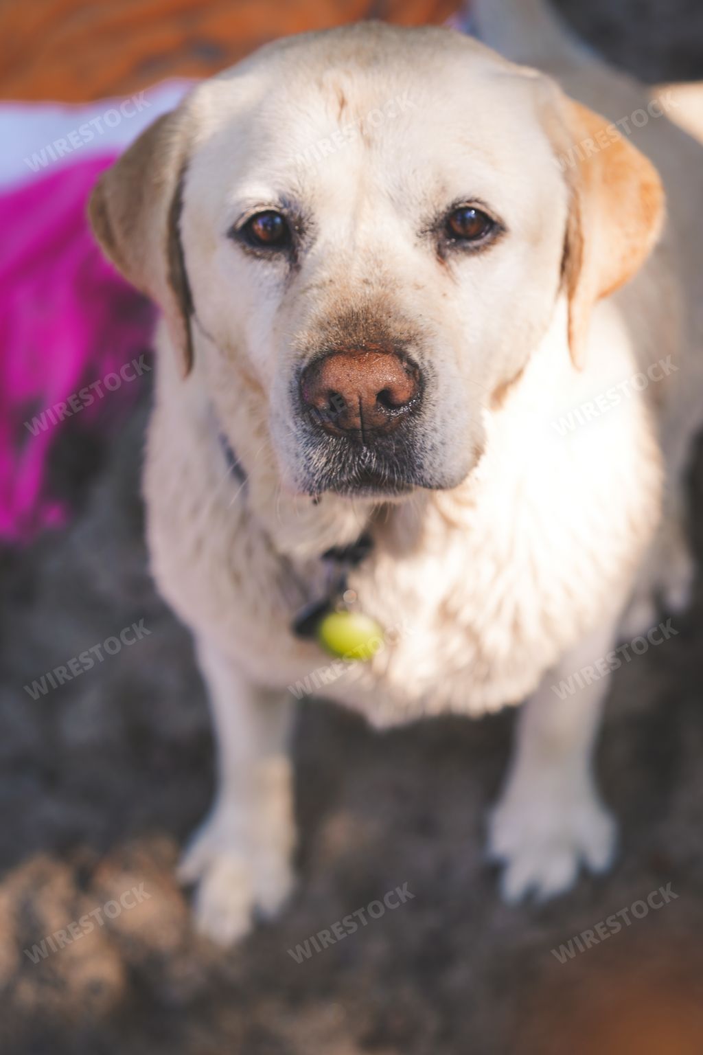 A vertical shot of a cute white dog staring directly at the camera
