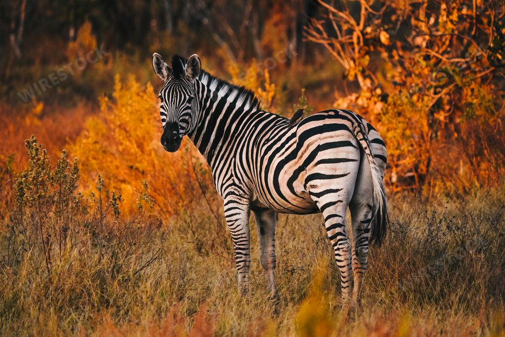 A view of a zebra in its habitat on safari in Okavanga, Delta, Botswana