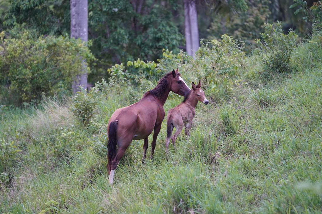 A closeup of two horses standing on a grassy hill with forest in the background in the rural Dominican Republic
