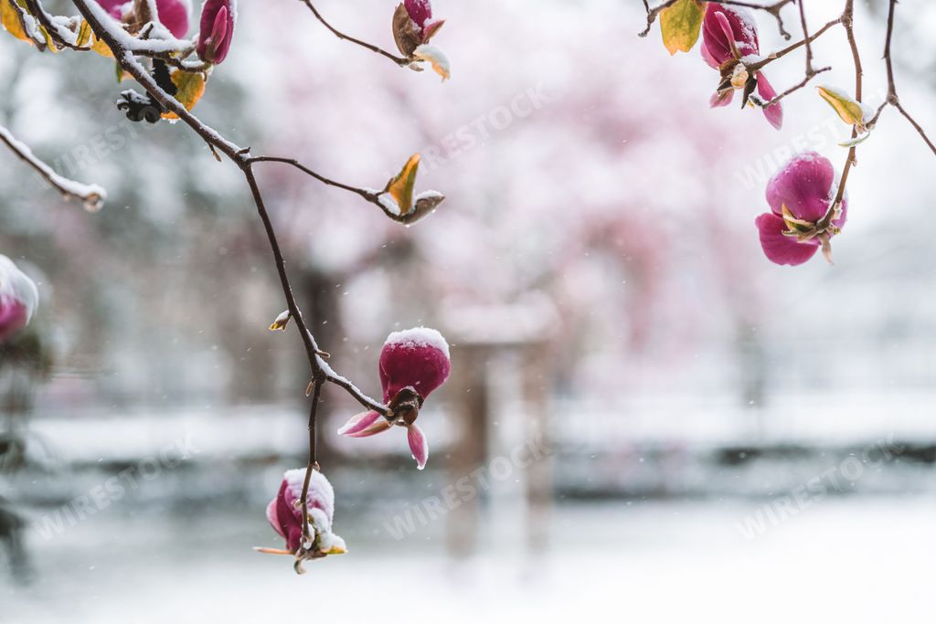 A selective of flowers covered in snow in a spring day