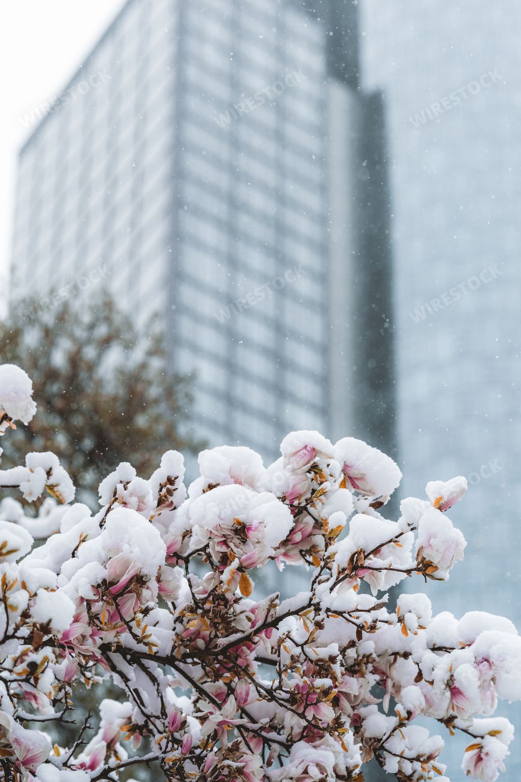 A selective of flowers covered in snow in a spring day