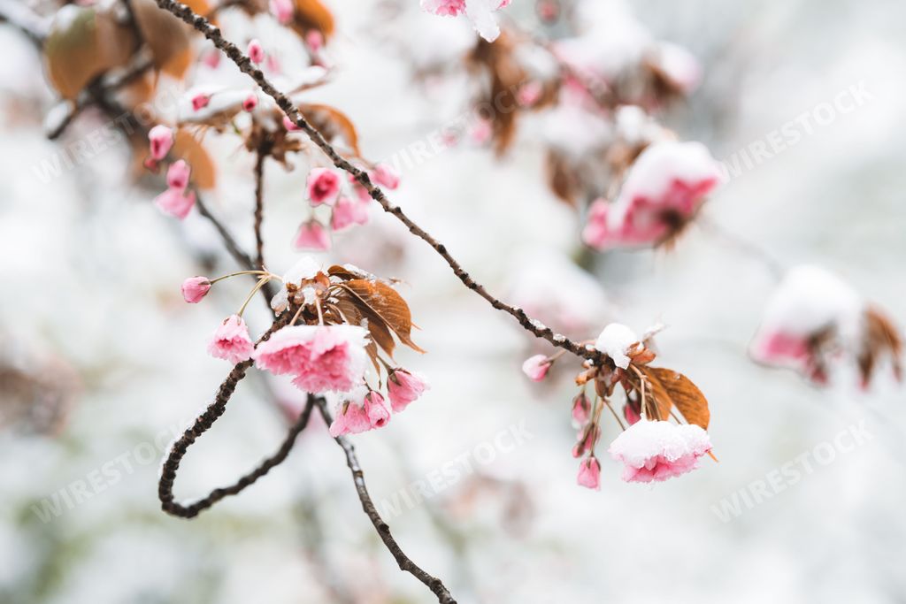 A selective of flowers covered in snow in a spring day
