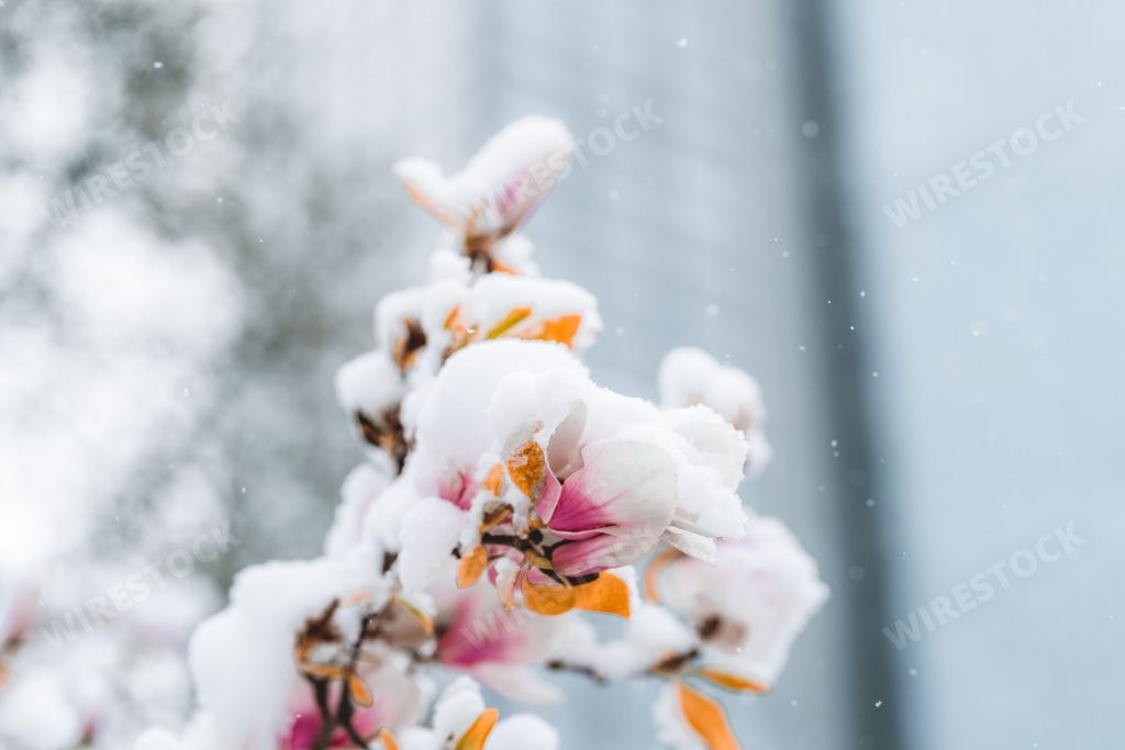 A selective of flowers covered in snow in a spring day