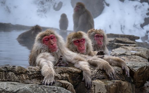 Macaque monkey with long, wet fur looking ahead with eyes Macaque monkey with long, wet fur looking ahead with eyes