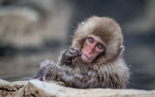 Macaque monkey with long, wet fur looking ahead with eyes Macaque monkey with long, wet fur looking ahead with eyes