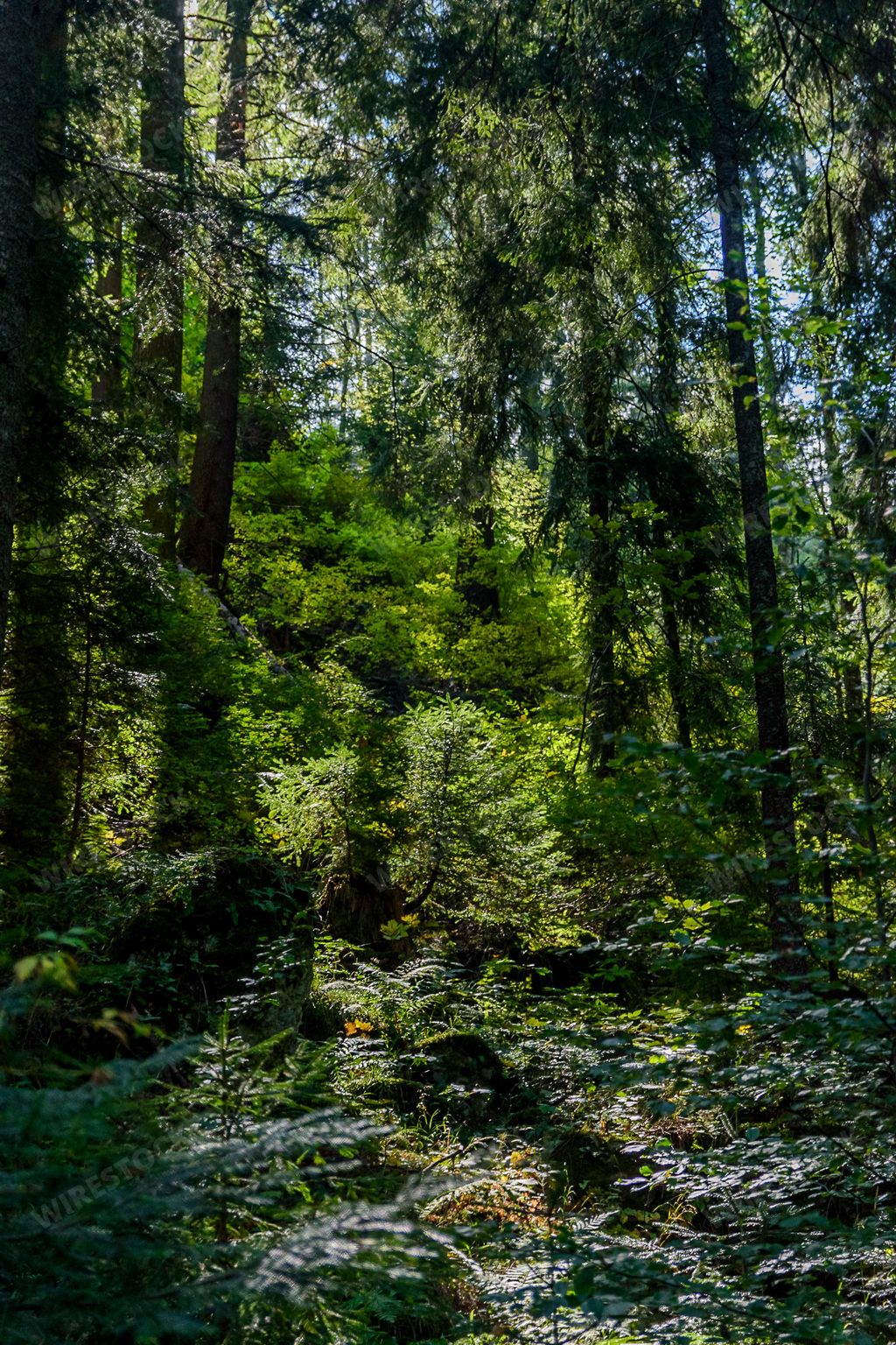A sunlit forest with abundant trees and rocks in Ceahlau mountain, Piatra Neamt, Romania