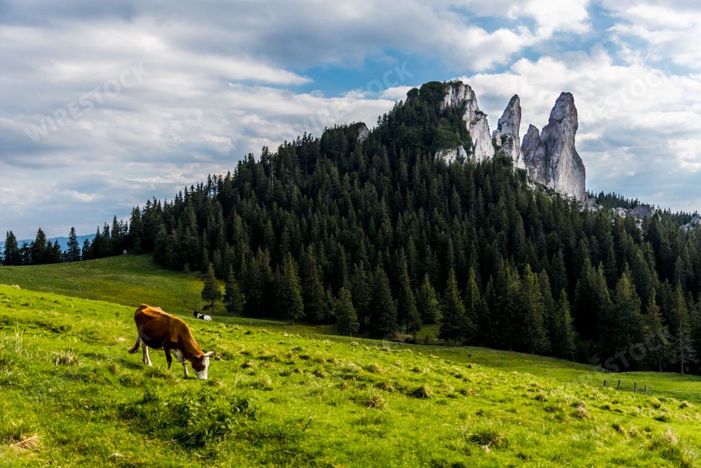 Scenic landscape from Rarau Mountains with a lonely cow grazing in green meadow, Romania