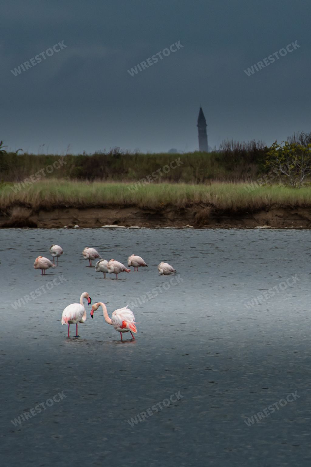 A flock of flamingos in the shallow lake in long exposure