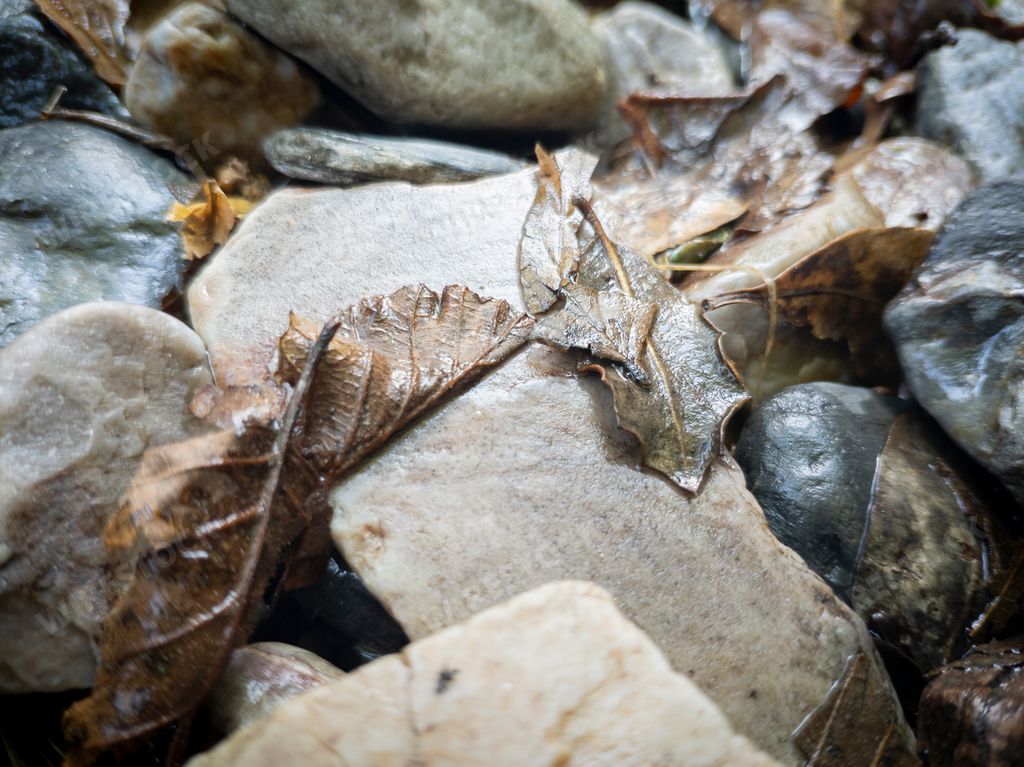 A closeup shot of wet leaves on the rocks in the beach