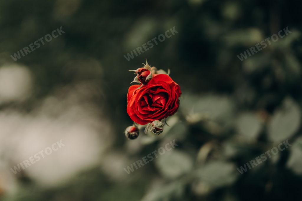 A closeup shot of a red rose on the blurry background