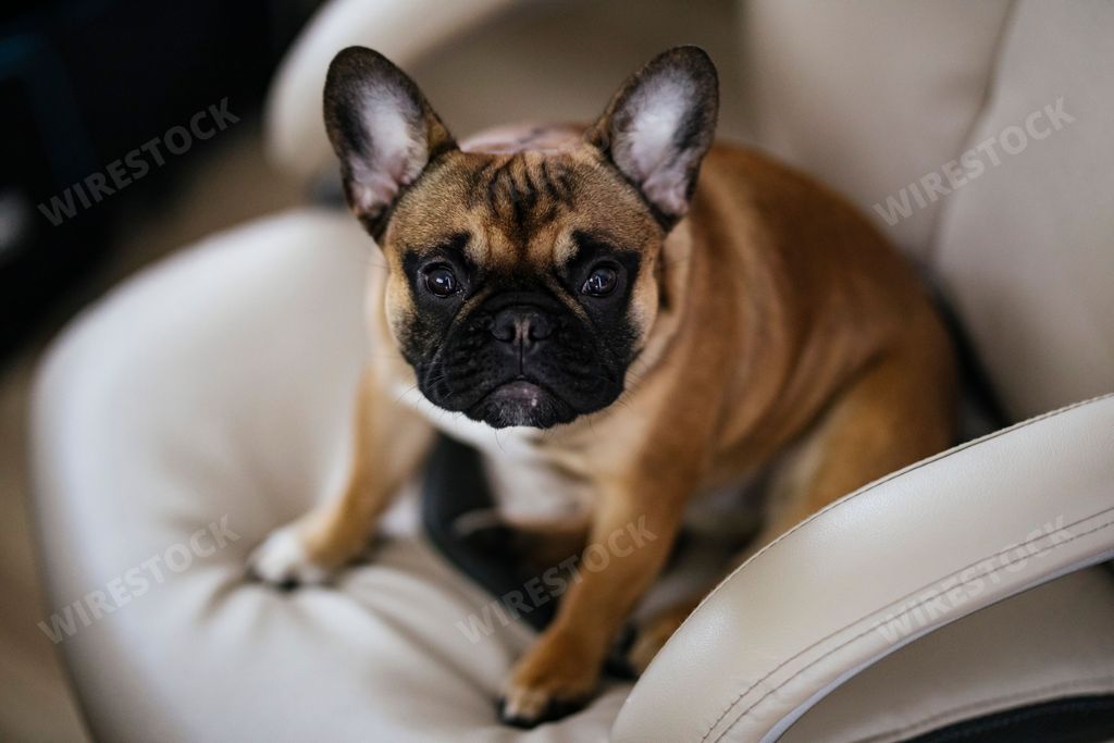 A closeup of An adorable french Bulldog perched atop a chair, with a blurry background