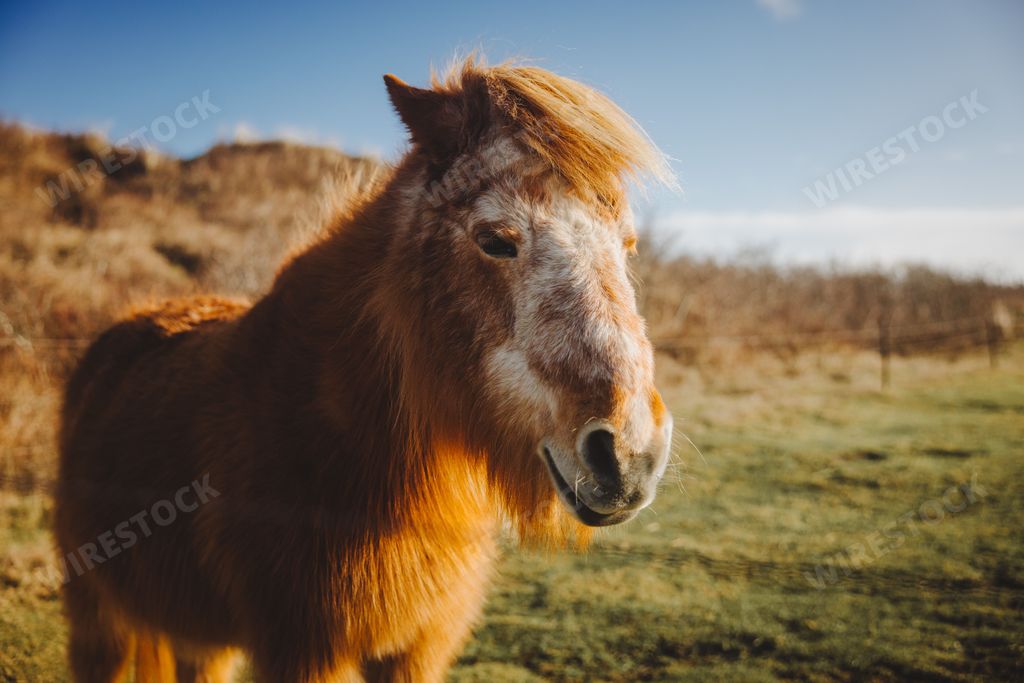 A beautiful brown horse standing in a sun-dappled field in an outdoor setting