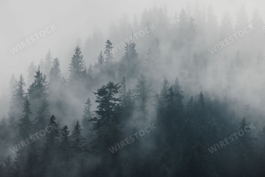 An aerial view of dark dense green forest on a foggy day - gloomy, mysterious wallpaper