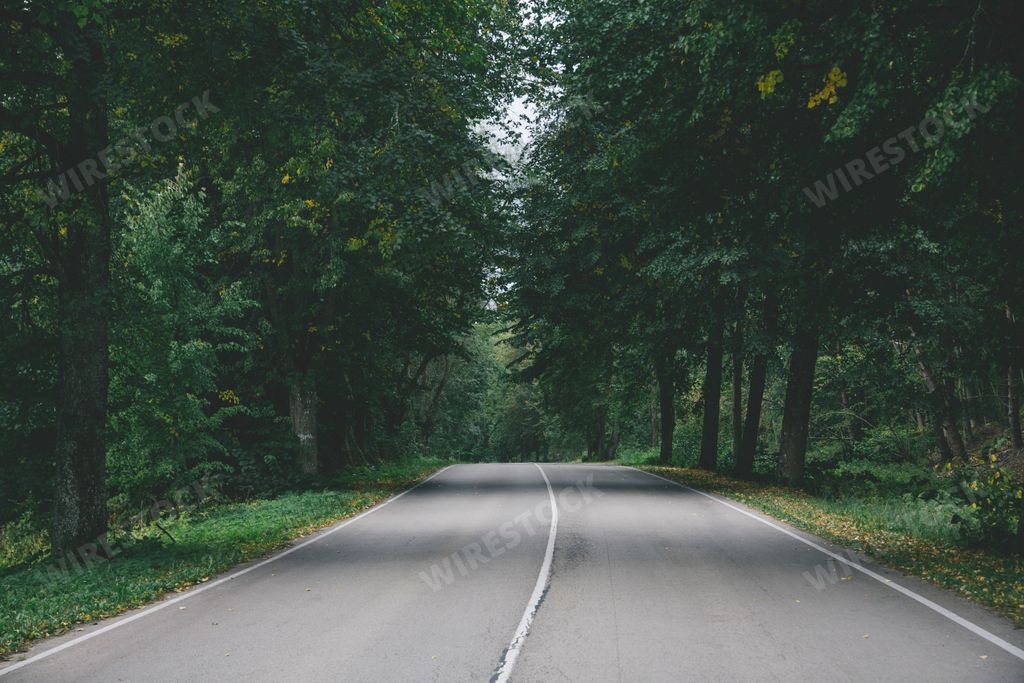 An isolated and empty road winding through a lush and verdant forest during a daylight