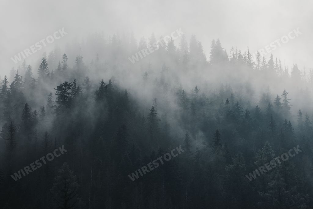 An aerial view of dark dense green forest on a foggy day - gloomy, mysterious wallpaper