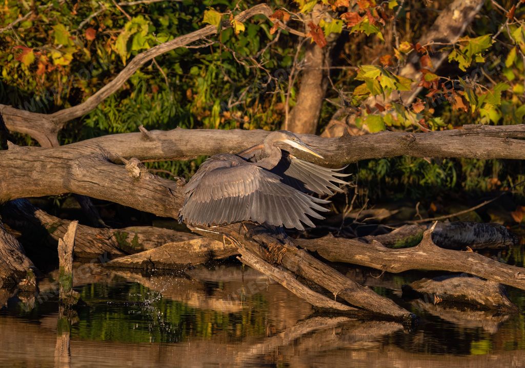 A closeup of a great blue heron perched on a tree in a lake on a sunny day in autumn