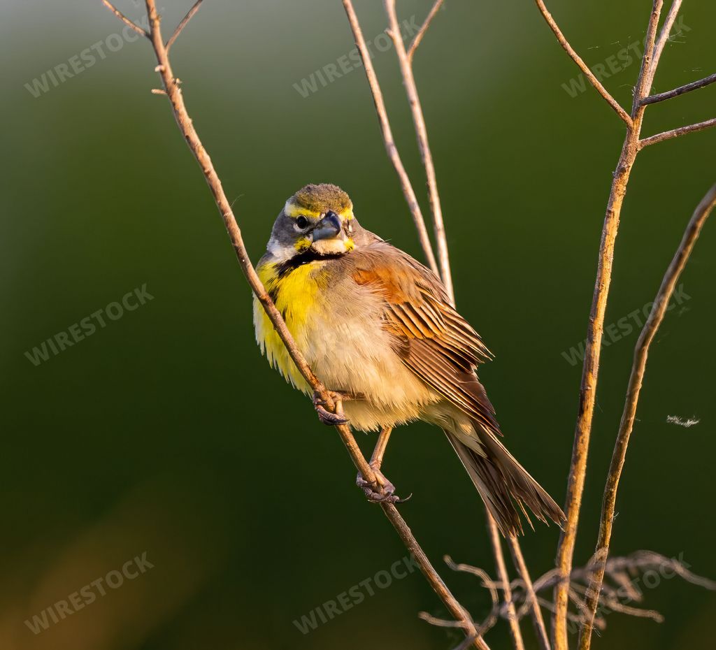 A dickcissel perched atop a thin tree branch.