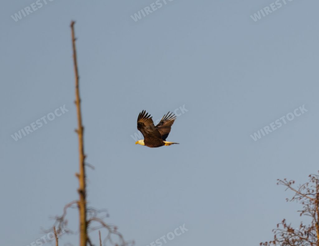 A low angle shot of a bald eagle flying under a blue sky and sunlight