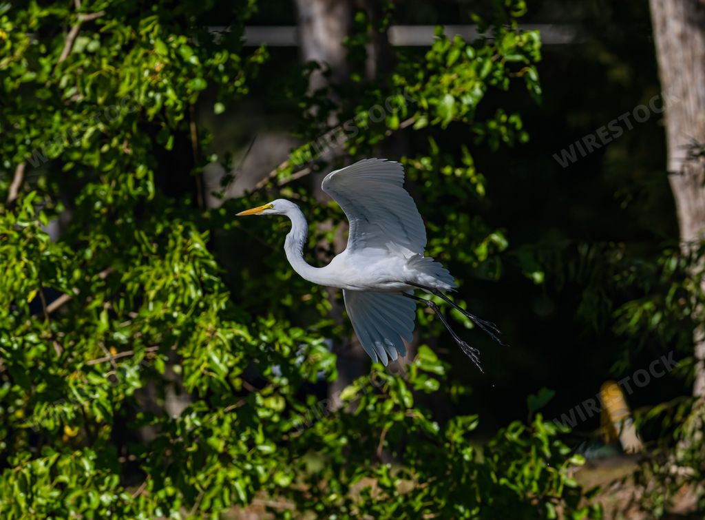 A beautiful shot of a gray heron flying near bushes over a pond