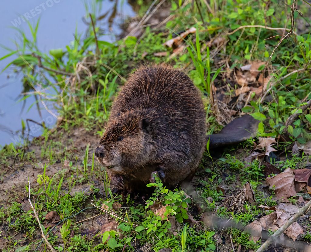 A closeup shot of Common beaver sitting alone on a cliff with grass and blurred background