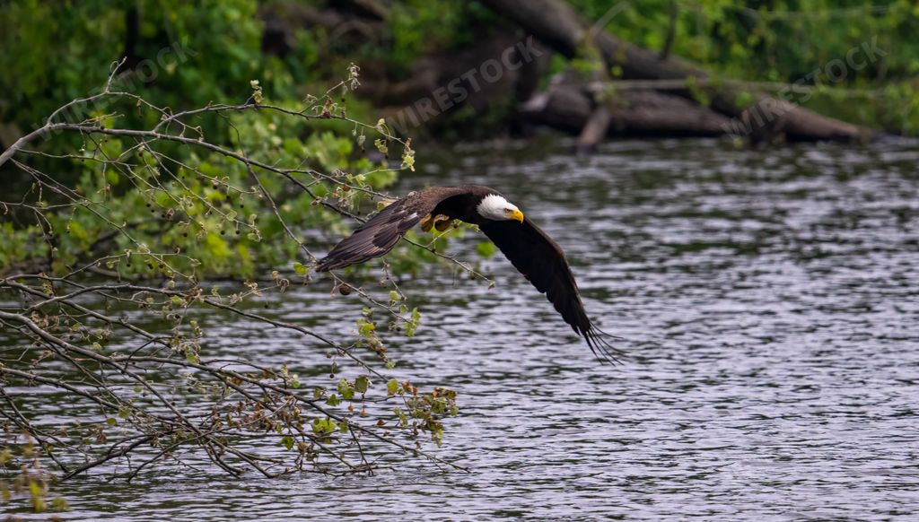 A beautiful view of a bald eagle flying over the water